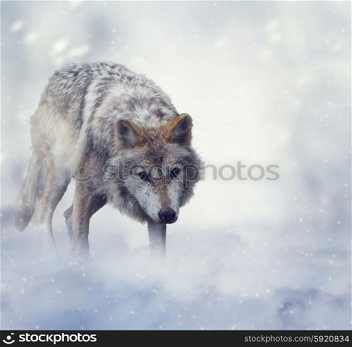 Gray Wolf Walking on the Snow