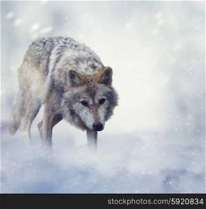 Gray Wolf Walking on the Snow