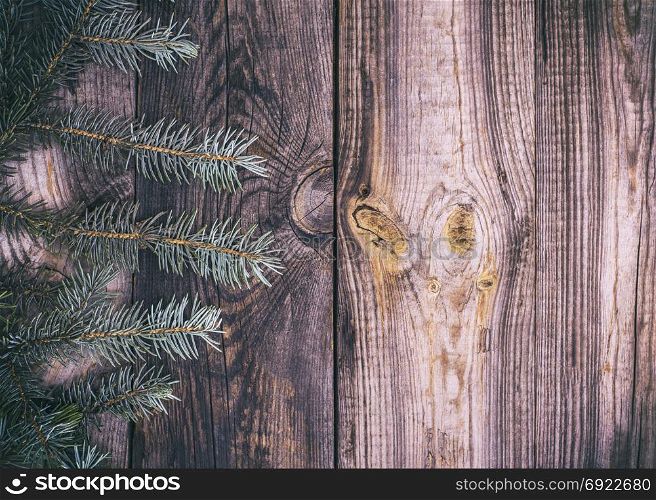 gray wood background with green spruce branch, empty space on the right