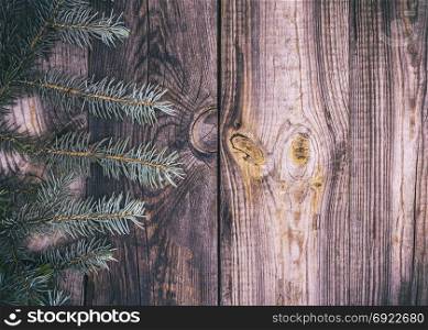 gray wood background with green spruce branch, empty space on the right