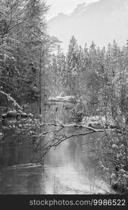 Grayscale. Small winter stream with snowy trees on bank.