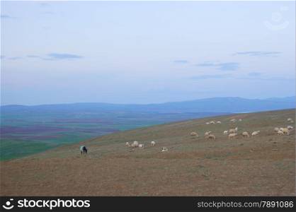 graze a flock of mountain sheep