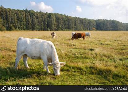 Grazing cattle at a pastureland in early autumn. From sweden.