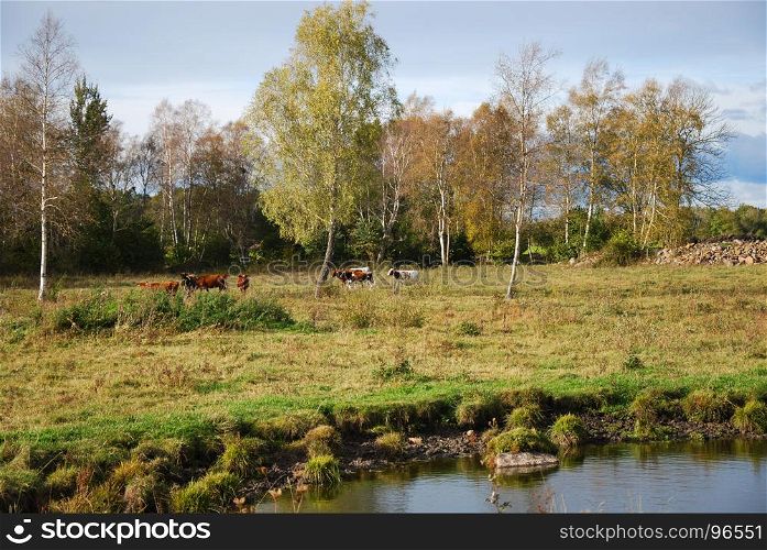 Grazing cattle by a waterhole in a fall season colored landscape
