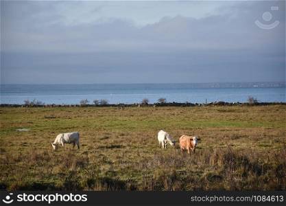 Grazing cattle by fall season in a coastal grassland in the swedish nature reserve Beijershamn on the island Oland