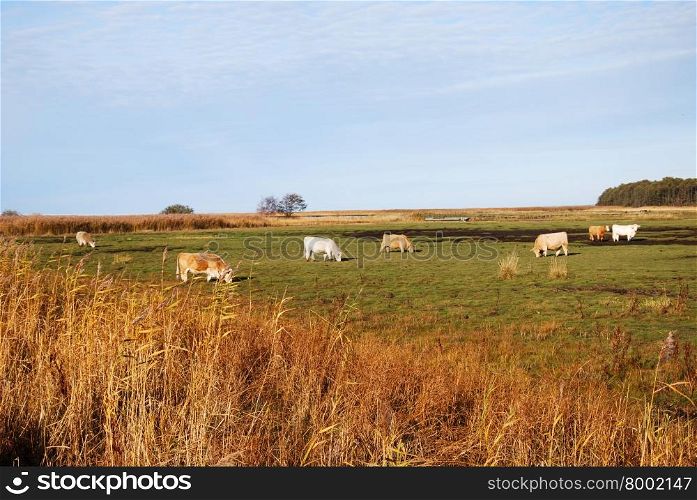 Grazing cattle in a bright grassland at fall
