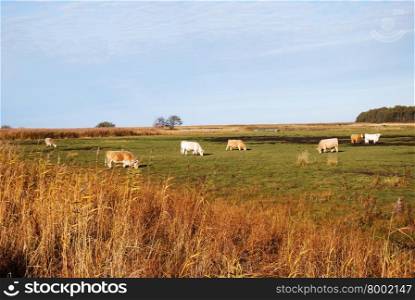 Grazing cattle in a bright grassland at fall