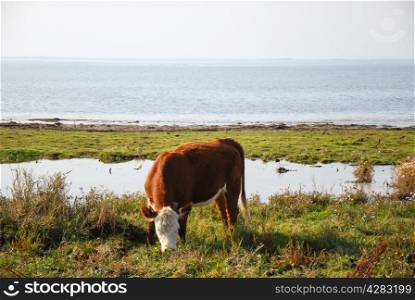 Grazing cow by the coast of Baltic sea at the island Oland in Sweden