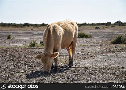Grazing cow in a plain barren landscape called Stora Alvaret at the island Oland in Sweden