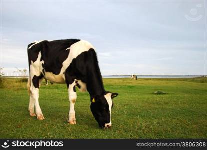 Grazing cow in a summer meadow by the coast of the swedish island Oland in the Baltic Sea