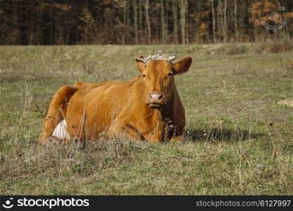 Grazing cow in autumn grass&#xA;