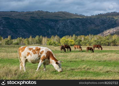 Grazing cow in mountain ranch, Altay Russia