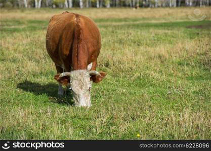 Grazing cow in mountain ranch, Altay Russia