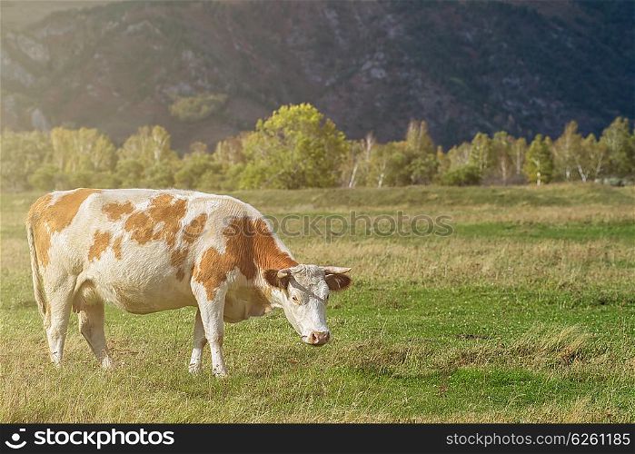 Grazing cow in mountain ranch, Altay Russia