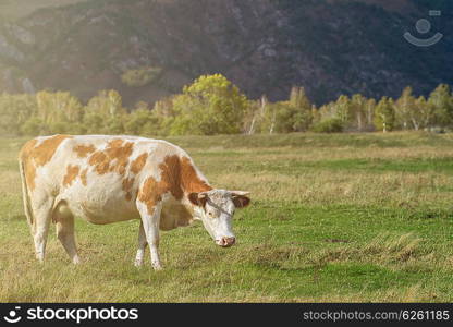 Grazing cow in mountain ranch, Altay Russia