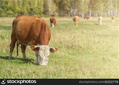 Grazing cow near Eiger and neighborhood in Berner Alpen, Switzerland
