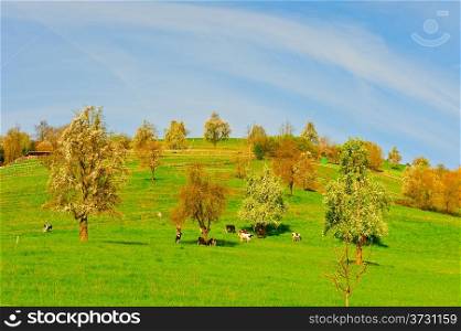 Grazing Cows and Flowering Tree Surrounded by Sloping Meadows, Switzerland