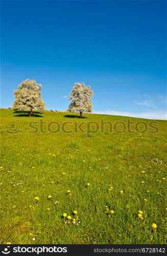Grazing Cows and Flowering Trees Surrounded by Sloping Meadows, Switzerland