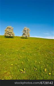 Grazing Cows and Flowering Trees Surrounded by Sloping Meadows, Switzerland