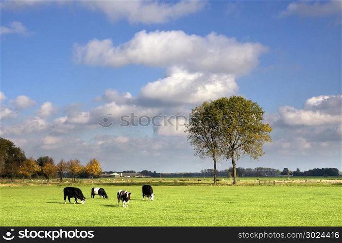 Grazing cows in a meadow. Grazing cows in a meadow near Dussen in the Dutch province Noord-Brabant