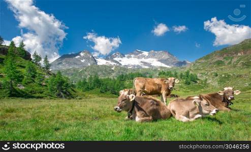 Grazing cows in the Swiss mountains