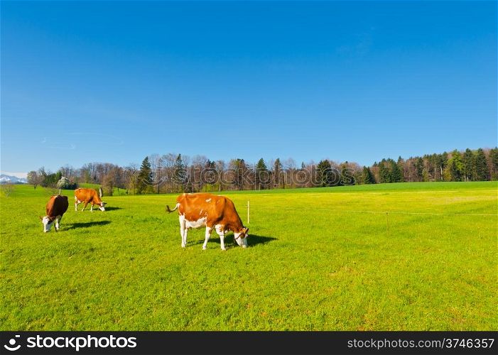Grazing Cows on the Background of Snow-capped Alps