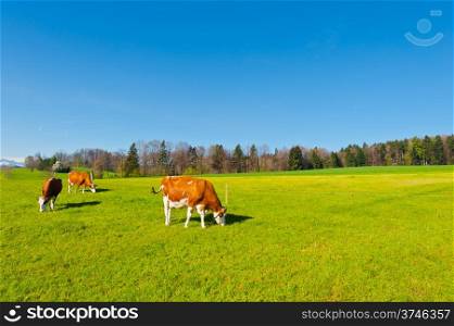 Grazing Cows on the Background of Snow-capped Alps