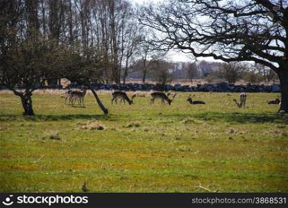 Grazing deer herd at the nature reseve Ottenby at the swedish island Oland in the Baltic Sea