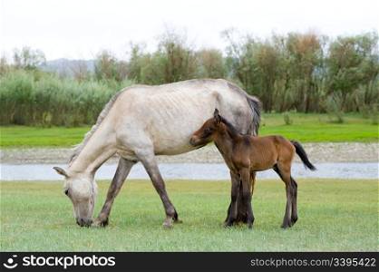 grazing emaciated horse and its foal at green river bank