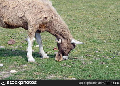 grazing goat