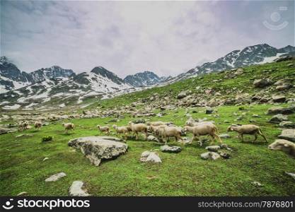 Grazing Goat and Sheep in the mountains