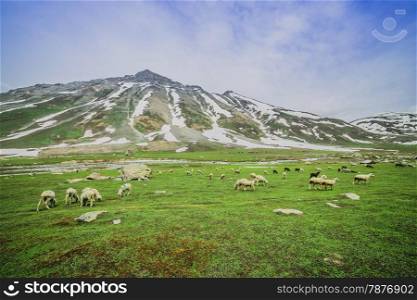 Grazing Goat and Sheep in the mountains