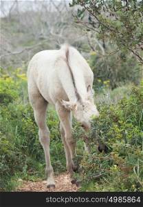 grazing half-wild cream foal. Israel