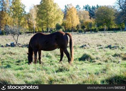 Grazing horse in a colorful landscape by fall season at the swedish countryside
