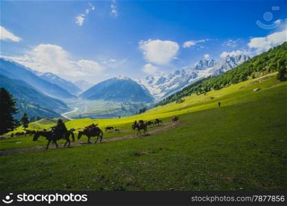 Grazing Horse in the mountains