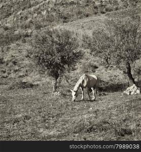 Grazing Horse under Olive Trees on the Sloping Hills of Sicily in Italy, Retro Image Filtered Style