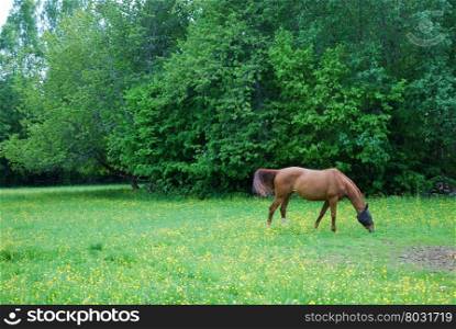 Grazing horse with protected face and waving tail at spring in a green field