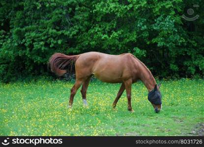 Grazing horse with waving tail and protected face at spring in a green field