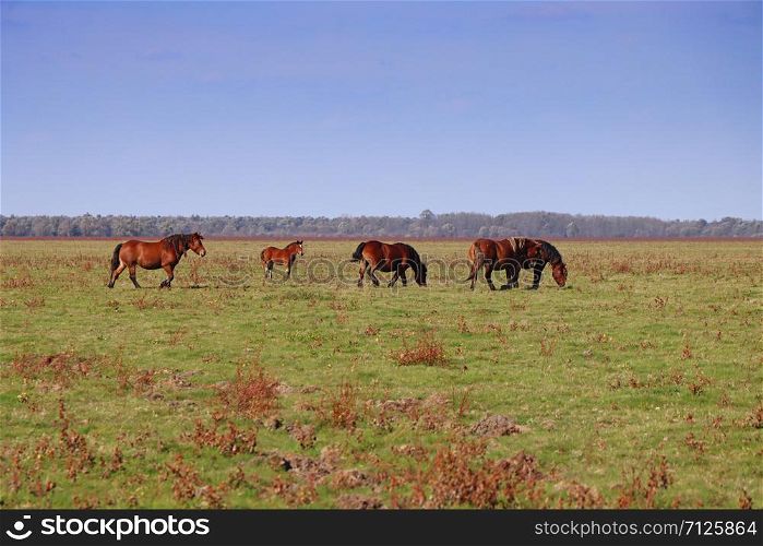 Grazing horses herd in a meadow, grazing in horse farm