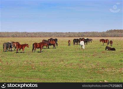 Grazing horses herd in a meadow, grazing in horse farm