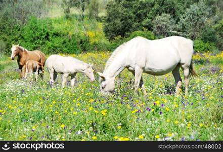 Grazing horses in field at Portugal