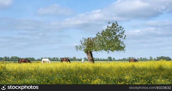 grazing horses in field with buttercups and tree in the green heart of holland under blue sky near amsterdam