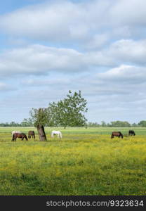 grazing horses in field with buttercups and tree in the green heart of holland under blue sky near amsterdam