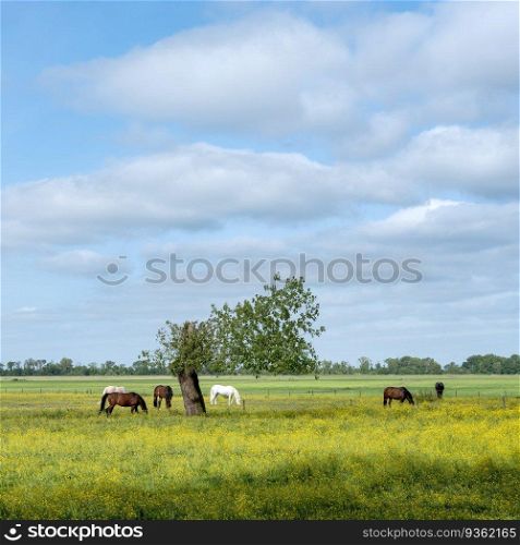 grazing horses in field with buttercups and tree in the green heart of holland under blue sky near amsterdam