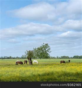 grazing horses in field with buttercups and tree in the green heart of holland under blue sky near amsterdam