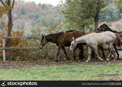 grazing horses spread across the field