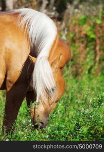 grazing nice palomino pony