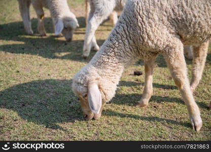 Grazing sheep