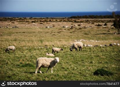 Grazing sheep at a coastal landscape at the swedish island oland, a living world heritage