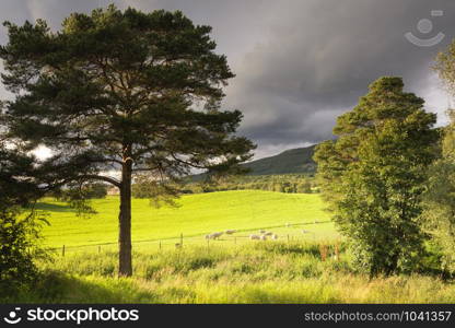 Grazing sheep on a meadow seen between two trees in the Norwegian Gudbrandsdalen region. Sheep on a meadow